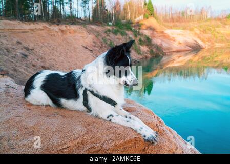 Der Hund liegt an einem sandigen Hang an der Bank eines Sandbruchs Stockfoto