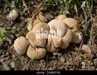 Lycoperdon curtisii. Kleine, stachelige Puffkugeln, die in einem grasigen Gebiet wachsen, in Troy, Montana Lycoperdon Curtisii Kingdom: Pilze Division: Basidiomycota Cl Stockfoto