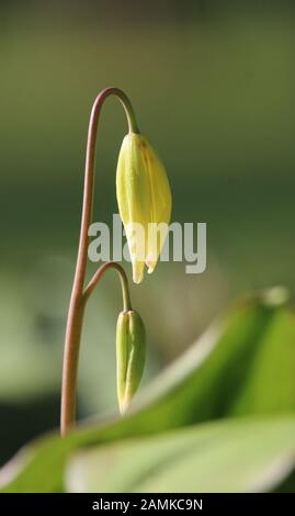 Die zarten unfurchigen Blumenköpfe von Erythronium tuolumnense 'Pagode' im Frühjahr. Auch bekannt als Dog Tooth Lily. Stockfoto