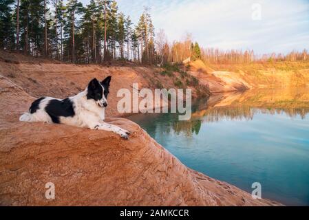 Der Hund liegt an einem sandigen Hang an der Bank eines Sandbruchs Stockfoto