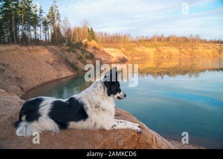 Der Hund blickt in die Ferne auf der Bank eines Sandbruchs Stockfoto