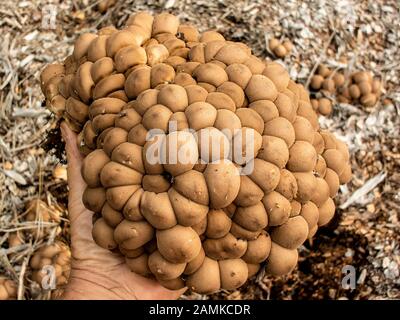 Lycoperdon pyriforme, birnenförmige Puffbälle, stumpfe Puffbälle, die auf Holzmulch in einem bewaldeten Gebiet oberhalb von Bull Lake wachsen, in Lincoln County, Montana Lycope Stockfoto