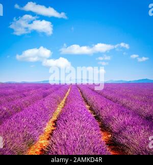 Lavendel Blume Blühende duftende Felder in endlosen Reihen bei Sonnenuntergang. Das Plateau von Valensole, Provence, Frankreich, Europa. Stockfoto