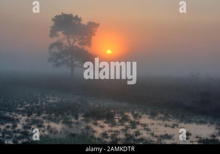 Silhouette einer Pinie aus Schotten und einer orangefarbenen Sonnenkiefernpine auf einer nebligen Heide bei Sonnenaufgang Stockfoto