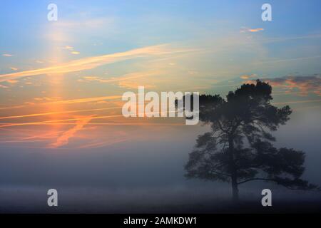 Silhouette einer kotten Kiefer auf einer nebligen Heide bei Sonnenaufgang, orangefarbene Wolken und Schmuggel am Himmel Stockfoto