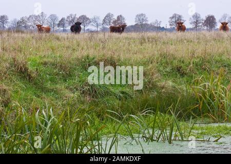 Highlandervieh auf einer Wiese, neben einem kleinen Teich Stockfoto