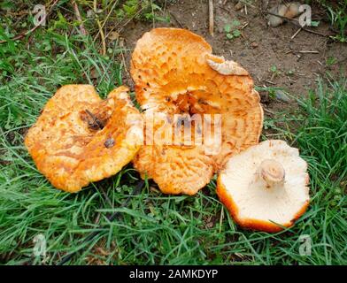 Turbinellus floccosus, Shaggy Chanterelle, gefunden im frühen Herbst, entlang Camp Creek, südlich von Troy, Montana Turbinellus floccosus Kingdom: Pilze Phyl Stockfoto