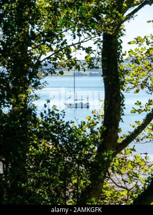 Blick Blick durch Wald Bäume von Yacht in den Gewässern der Fal Estuary im September günstig, Cornwall, England, Großbritannien Stockfoto