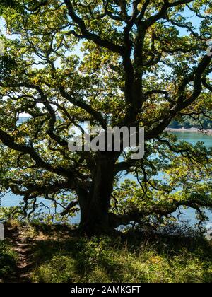 Hintergrundbeleuchtung reife Englisch Eiche (Quercus robur) mit blauem Himmel und Wasser der Fal Estuary hinter im September, Cornwall, England, Großbritannien Stockfoto