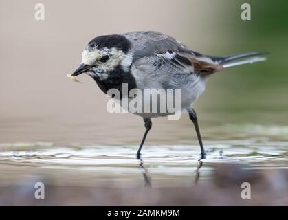 Nach Bachstelze steht im flachen Wasser mit erwischt Insektenlarven im Schnabel Stockfoto