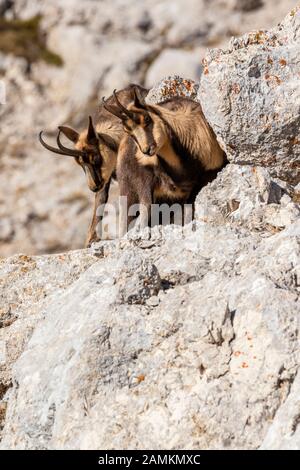 Camoscio d'Abruzzen o Camoscio appenninico Stockfoto