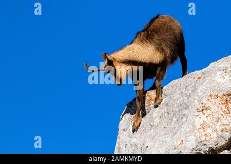 Camoscio d'Abruzzen o Camoscio appenninico Stockfoto