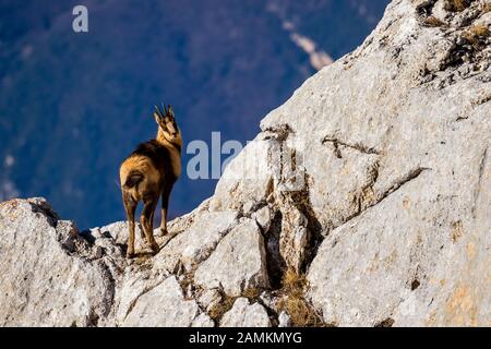 Camoscio d'Abruzzen o Camoscio appenninico Stockfoto