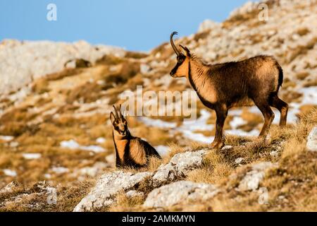 Camoscio d'Abruzzen o Camoscio appenninico Stockfoto