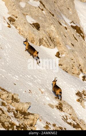 Camoscio d'Abruzzen o Camoscio appenninico Stockfoto