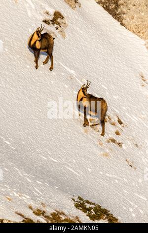 Camoscio d'Abruzzen o Camoscio appenninico Stockfoto