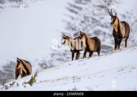 Camoscio d'Abruzzen o Camoscio appenninico Stockfoto