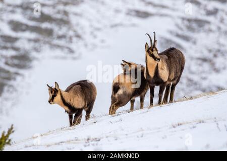 Camoscio d'Abruzzen o Camoscio appenninico Stockfoto