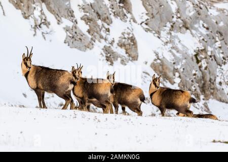 Camoscio d'Abruzzen o Camoscio appenninico Stockfoto