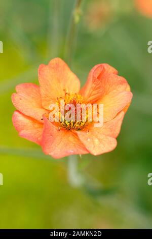 Geum "Totally Tangerine" Blumen. GROSSBRITANNIEN Stockfoto