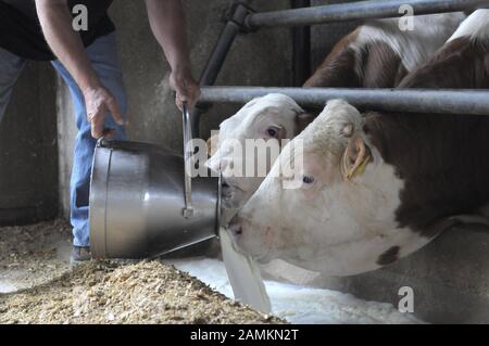 Der bayrische Bauer füttert sein mich aus Protest an sein Rind, anstatt es zu einem niedrigen Preis an Molkereien zu verkaufen. [Automatisierte Übersetzung] Stockfoto