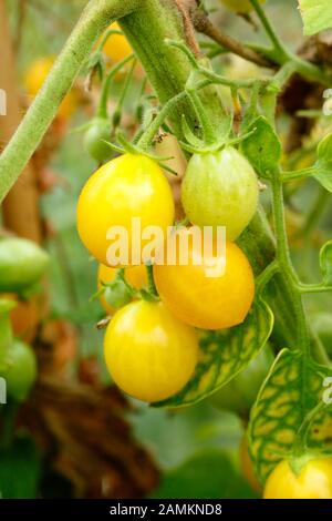 Solanum lycopersicum Ildi, eine unbestimmte Kirschtomate, die in einem Gewächshaus fruchtet. AGM Stockfoto