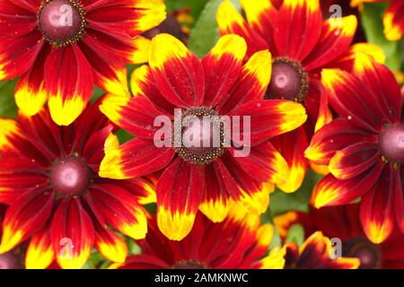 Rudbeckia hirta Toto Rustikal, zeigt feurige halb doppelt Blumen im Spätsommer Garten Grenze. VEREINIGTES KÖNIGREICH Stockfoto