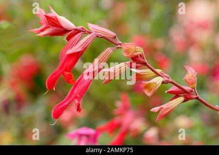 Salvia Embers Wunsch im Spätsommer. VEREINIGTES KÖNIGREICH Stockfoto