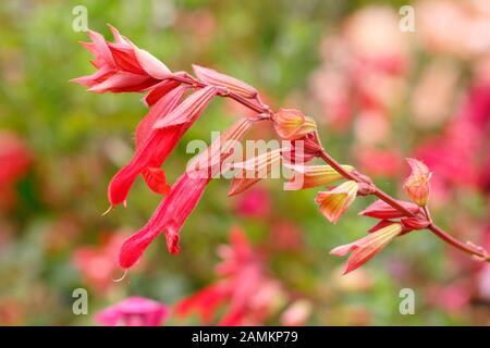 Salvia Embers Wunsch im Spätsommer. VEREINIGTES KÖNIGREICH Stockfoto