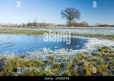 Gefrorenes Wasser und grasige Wiese, einsamer Baum und blauer Himmel in Nowiny, Polen Stockfoto