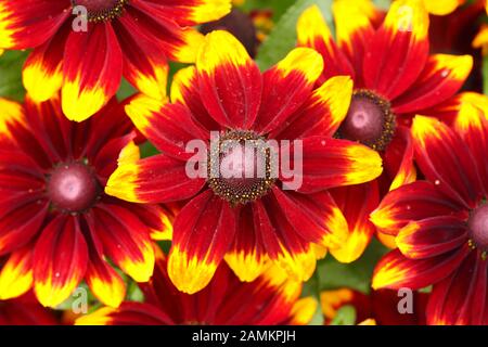 Rudbeckia hirta Toto Rustikal, zeigt feurige halb doppelt Blumen im Spätsommer Garten Grenze. VEREINIGTES KÖNIGREICH Stockfoto