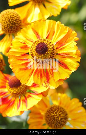 Helenium "Can" kann im Spätsommer - September über das Jahr sneezeed führen. GROSSBRITANNIEN Stockfoto