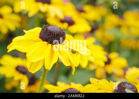 Rudbeckia hirta Toto 'Lemon' koneblower in einer spätsommerlichen Gartengrenze. GROSSBRITANNIEN Stockfoto