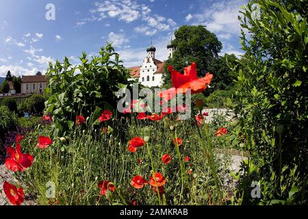 Poppies im Meditationsgarten des Klosters Benedictbeuern. [Automatisierte Übersetzung] Stockfoto