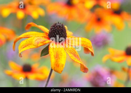 Rudbeckia triloba 'Prairie Glow' Koneblower zeigt Massen von Bronzeblüten in einer späten sommerlichen herbstlichen Gartengrenze. GROSSBRITANNIEN Stockfoto