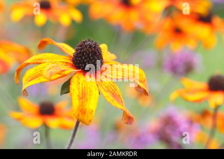 Rudbeckia triloba 'Prairie Glow' Koneblower zeigt Massen von Bronzeblüten in einer späten sommerlichen herbstlichen Gartengrenze. GROSSBRITANNIEN Stockfoto