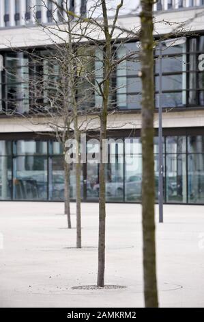 Kranke Bäume am Klaus-Mann-Platz im Münchner Arnulfpark. [Automatisierte Übersetzung] Stockfoto