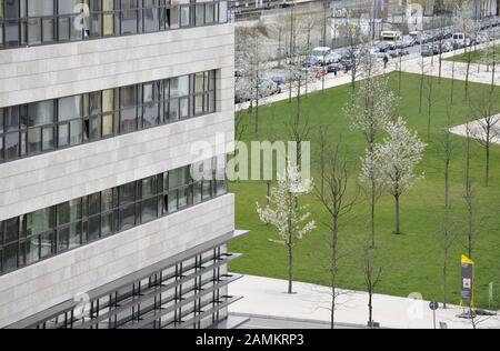 Kranke Bäume am Klaus-Mann-Platz im Münchner Arnulfpark. [Automatisierte Übersetzung] Stockfoto