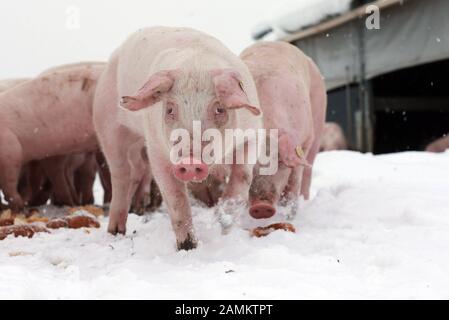 Schweine im Freilandbereich auf dem Konradhof des Landwirts Stefan Dellinger in Seefeld-Unering. [Automatisierte Übersetzung] Stockfoto