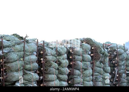In einer Weihnachtsbaumplantage in Türkenfeld gibt es Weihnachtsbäume zum Transport. [Automatisierte Übersetzung] Stockfoto