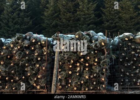 In einer Weihnachtsbaumplantage in Türkenfeld gibt es Weihnachtsbäume zum Transport. [Automatisierte Übersetzung] Stockfoto