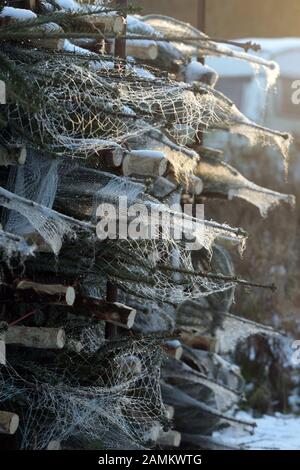 In einer Weihnachtsbaumplantage in Türkenfeld gibt es Weihnachtsbäume zum Transport. [Automatisierte Übersetzung] Stockfoto