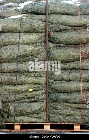 In einer Weihnachtsbaumplantage in Türkenfeld gibt es Weihnachtsbäume zum Transport. [Automatisierte Übersetzung] Stockfoto