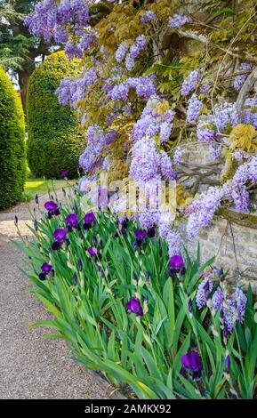 Violette Wisteria (Wisteria sinensis) und dunkelviolette Iris in Blume an einer Grenze gegen eine Wand im Loseley Park, Guildfor, Surrey, England im späten Sprint Stockfoto