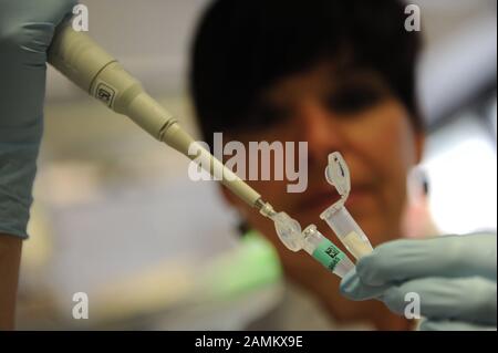 Labormanagerin Birgit Bayer untersucht DNA-Proben aus einem Massentest in der forensischen Molekularbiologie am Institut für Forensische Medizin der Universität Ludwig (LMU) in der Nussbaumstraße. [Automatisierte Übersetzung] Stockfoto