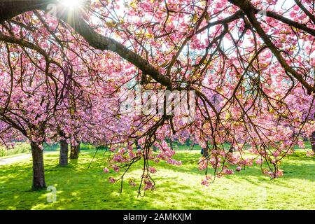 Äste eines blühenden japanischen Kirschbaums, der an einem sonnigen Frühlingsnachmittag mit Anhäufungen von rosafarbenen Blumen in einer grasigen Wiese beladen ist. Stockfoto
