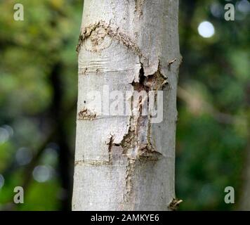 Holzfällerkampagne gegen den Asiaten Longhorn Beetle (ALB) in Neubiberg. Das Bild zeigt einen befallenen Baum. [Automatisierte Übersetzung] Stockfoto