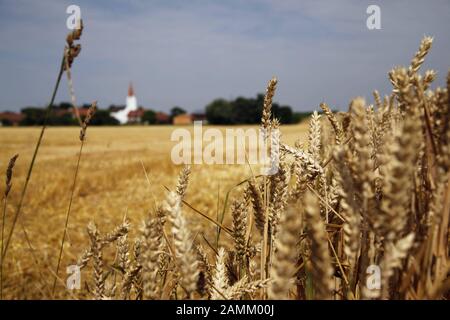 Auf der rechten Seite ein Weizenfeld - die Ohren sind bereits reif wegen kontinuierlicher Trockenheit und auf der linken Seite ein Feld (Wintergerste), das bereits geerntet wurde. Im Hintergrund die Kirche von Kirchamper bei Moosburg. [Automatisierte Übersetzung] Stockfoto