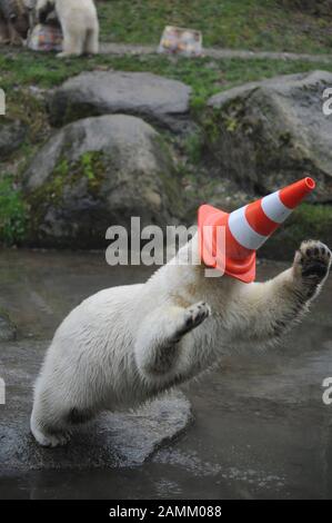 Die jungen Eisbär-Zwillinge Nela und Nobby feiern gemeinsam mit Mutter Giovanna im Zoo Hellabrunn ihren 1. Geburtstag. Das Bild zeigt eines der Tiere, das mit einem Straßenhut spielt. [Automatisierte Übersetzung] Stockfoto