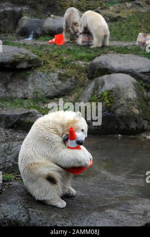 Die jungen Eisbär-Zwillinge Nela und Nobby feiern gemeinsam mit Mutter Giovanna im Zoo Hellabrunn ihren 1. Geburtstag. Das Bild zeigt die Tiere, die den Geburtstagskuchen essen und mit Straßenhüten spielen. [Automatisierte Übersetzung] Stockfoto